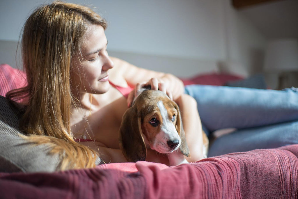 Woman petting her beagle dog