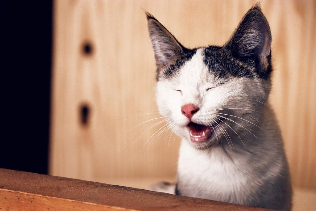 Cat sneezing.