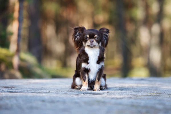 Brown chihuahua dog sitting outdoors