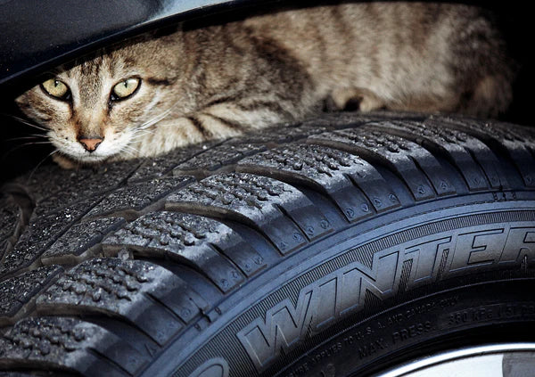 cat hiding on tire