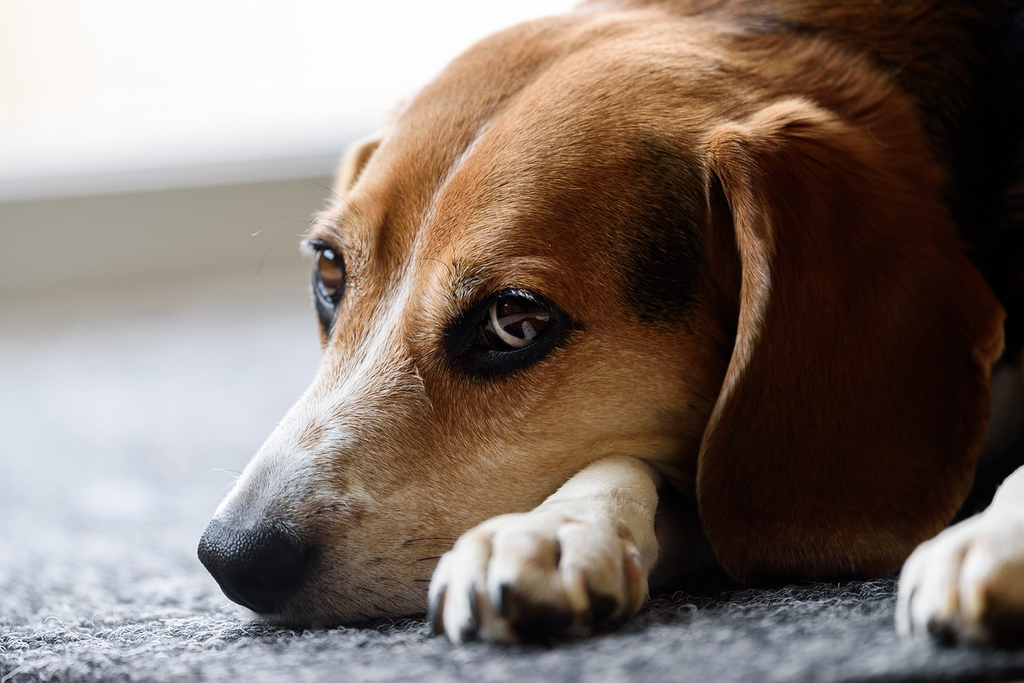 Dog lying down.