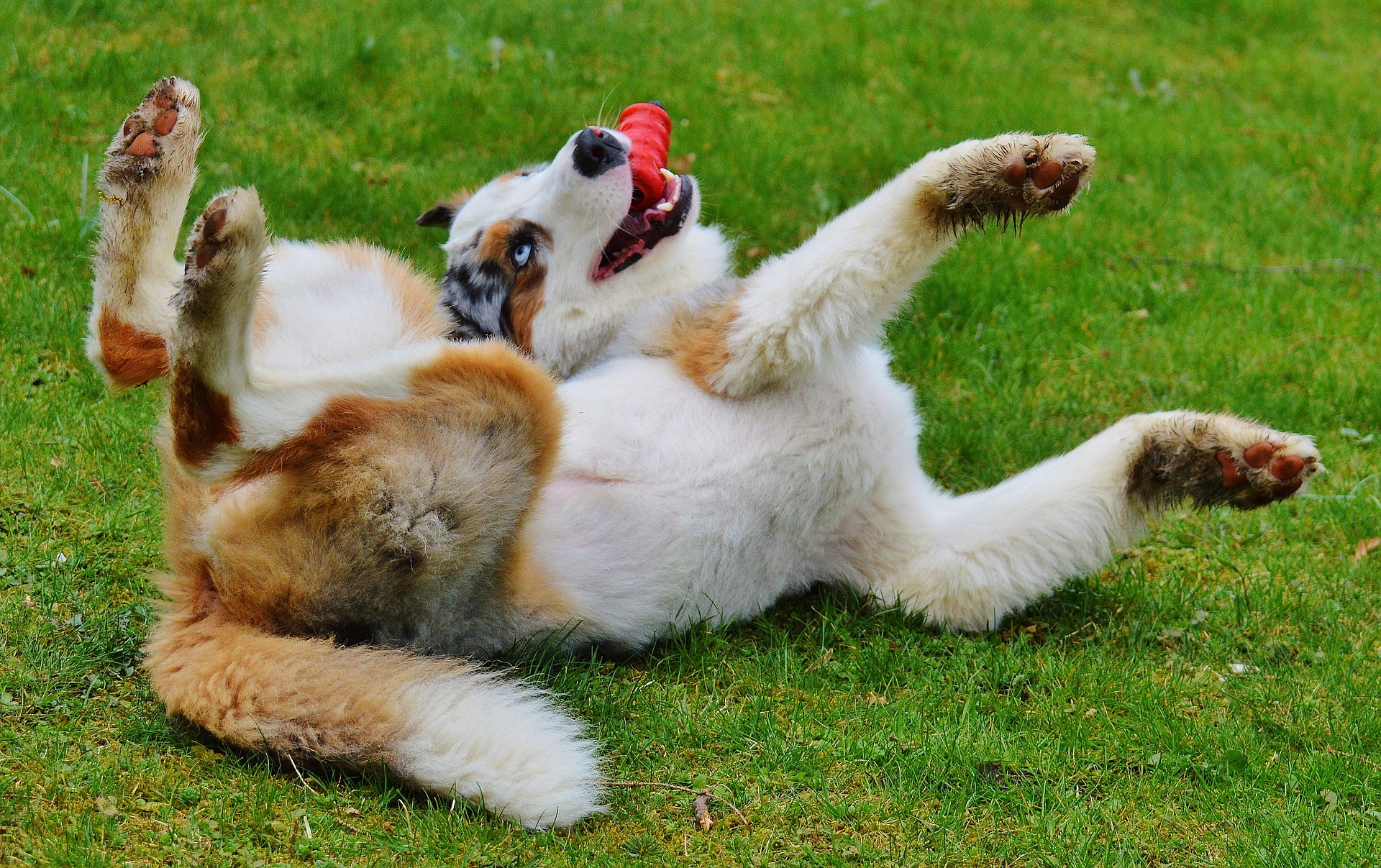 Dog playing in the park