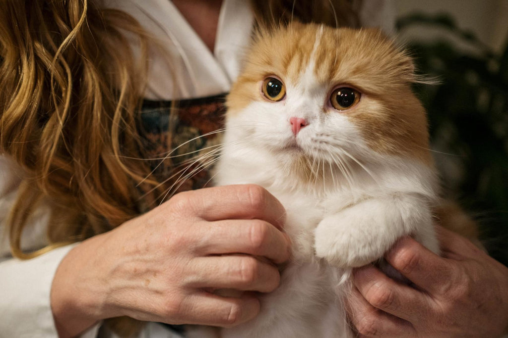 A cat with his feline mommy.