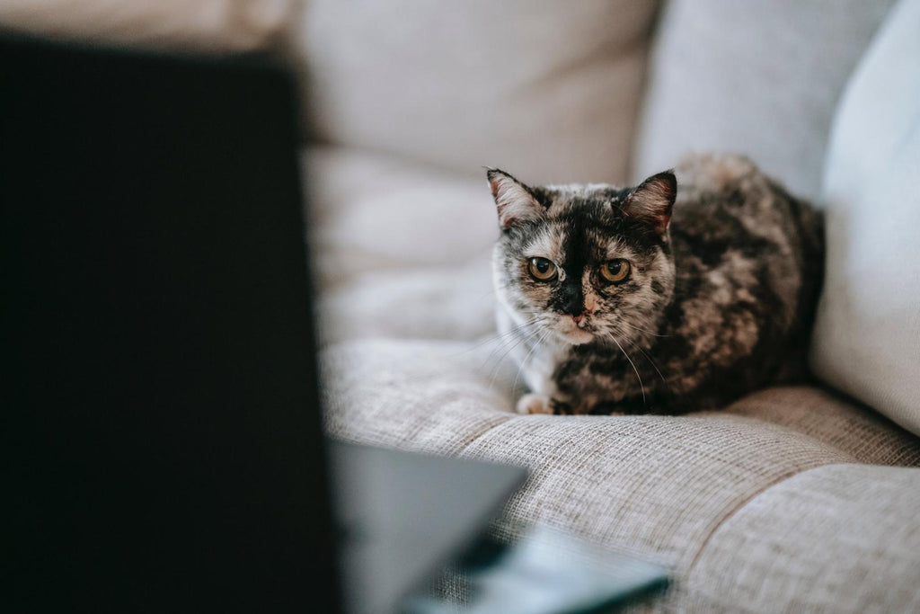 Cat looking at the laptop