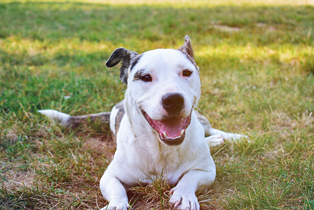 Dog laying on the grass.