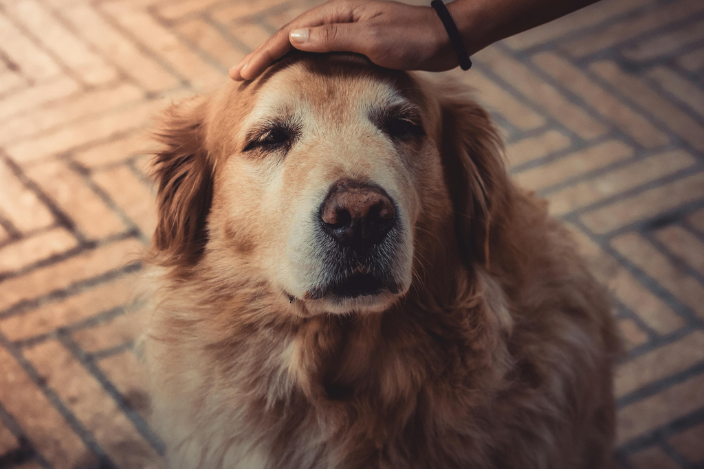 owner petting dog's head