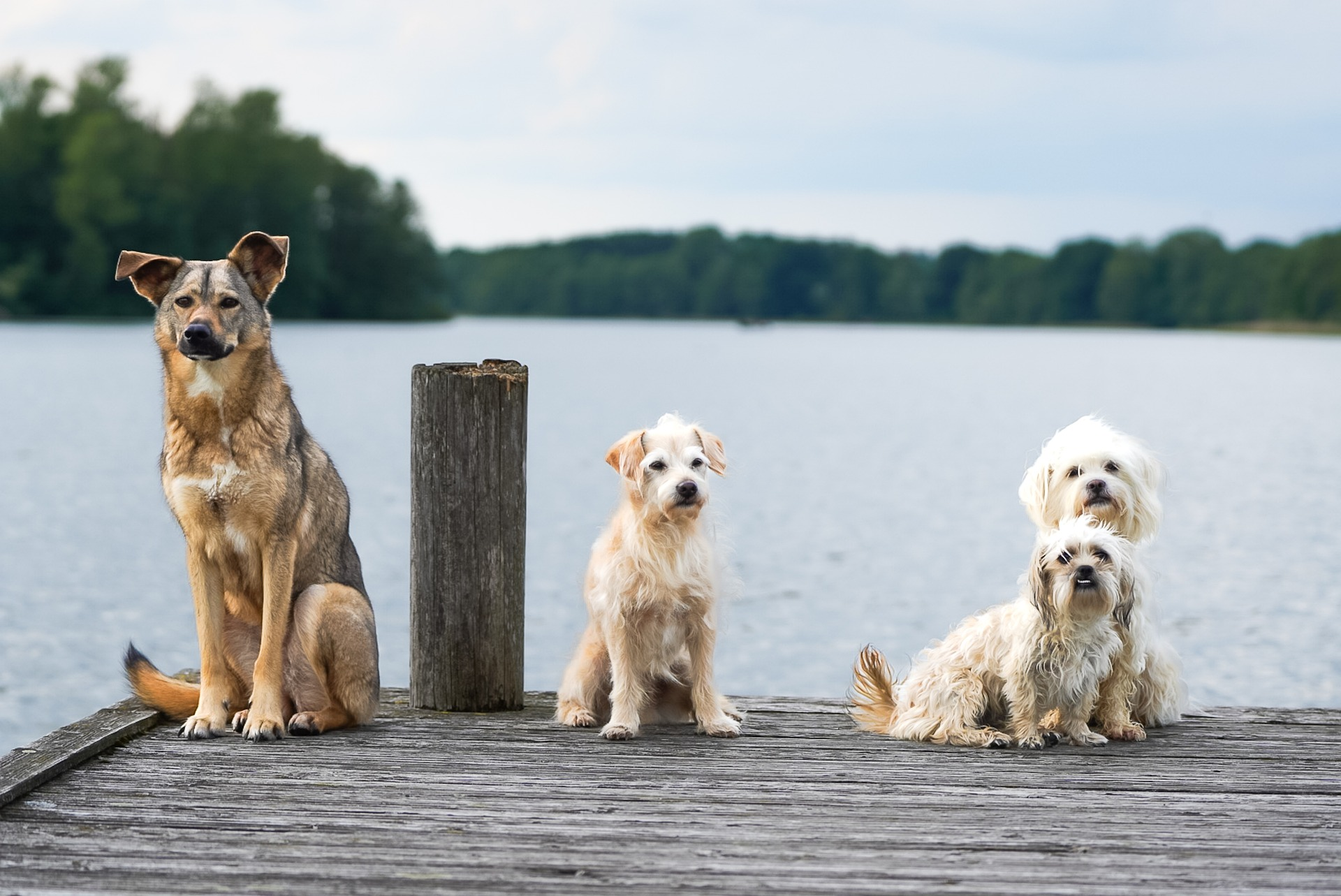 Dogs sitting