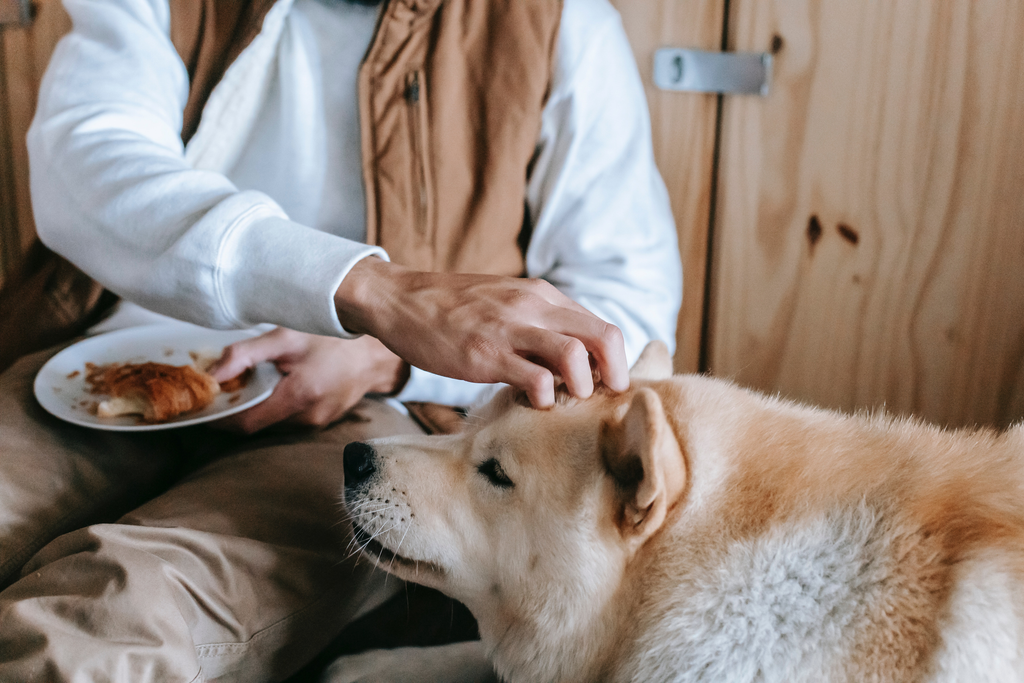 Dog eating people food.