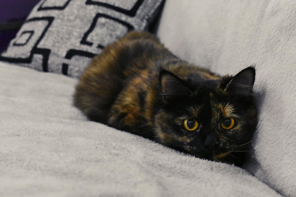 Cat lying down on a couch.