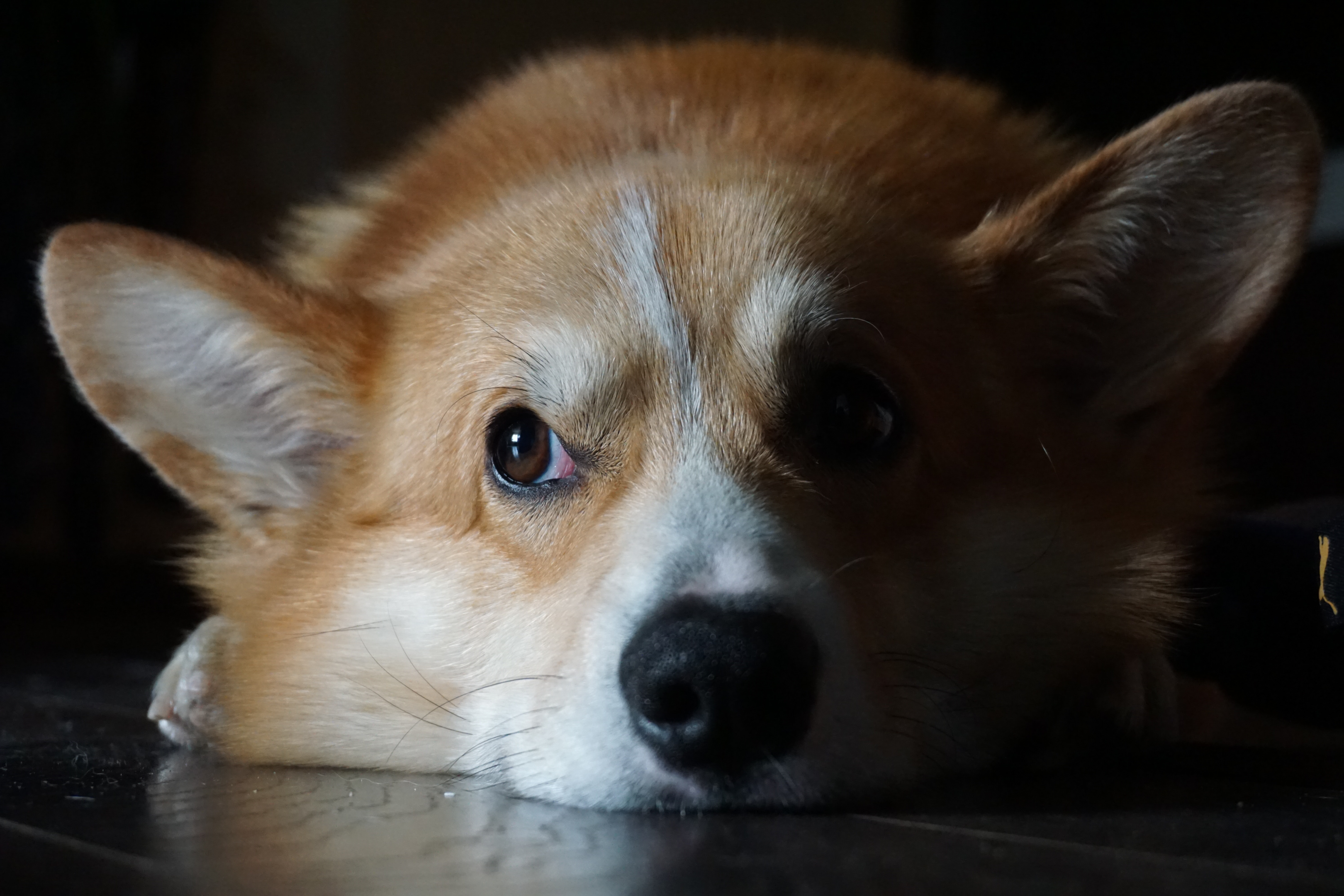 senior Pembroke Welsh Corgi lying on the floor