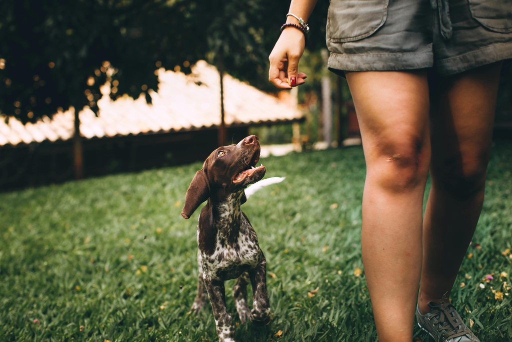 dog walking outdoors with its owner