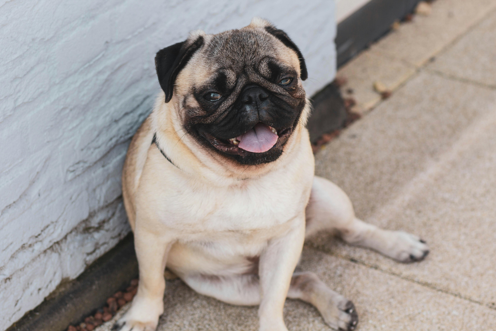 pug sitting on the floor