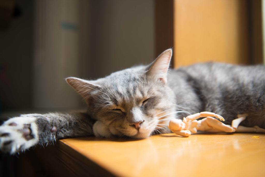 Cat sleeping on the table.