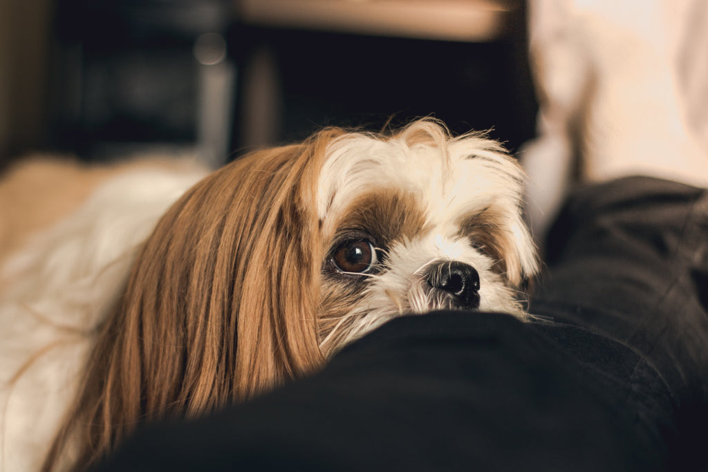 A dog's undescended testicle can be problematic.