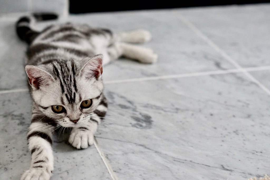 American shorthair cat.