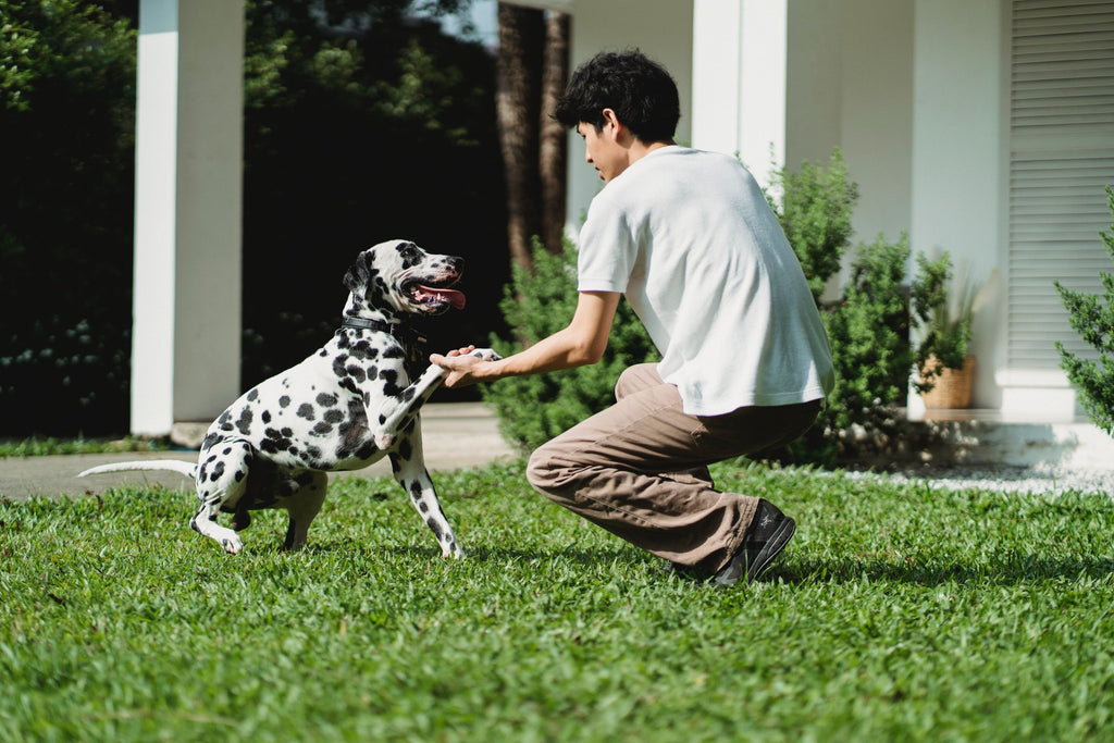 Dog training to shake hands.