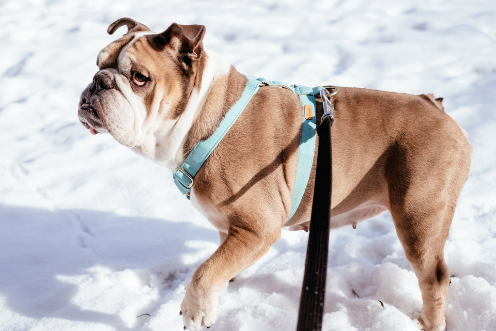 A much older dog limping while on a walk