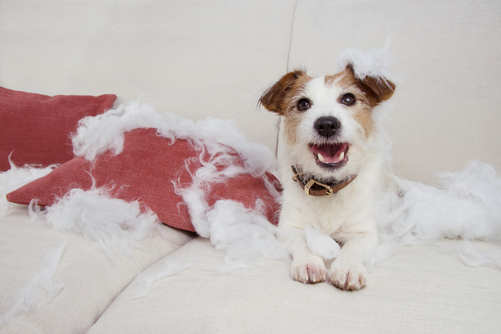 Cute dog destroys the cushion