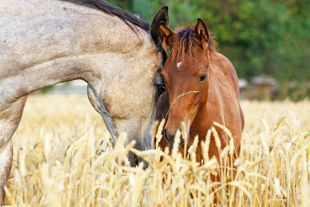 Two horses