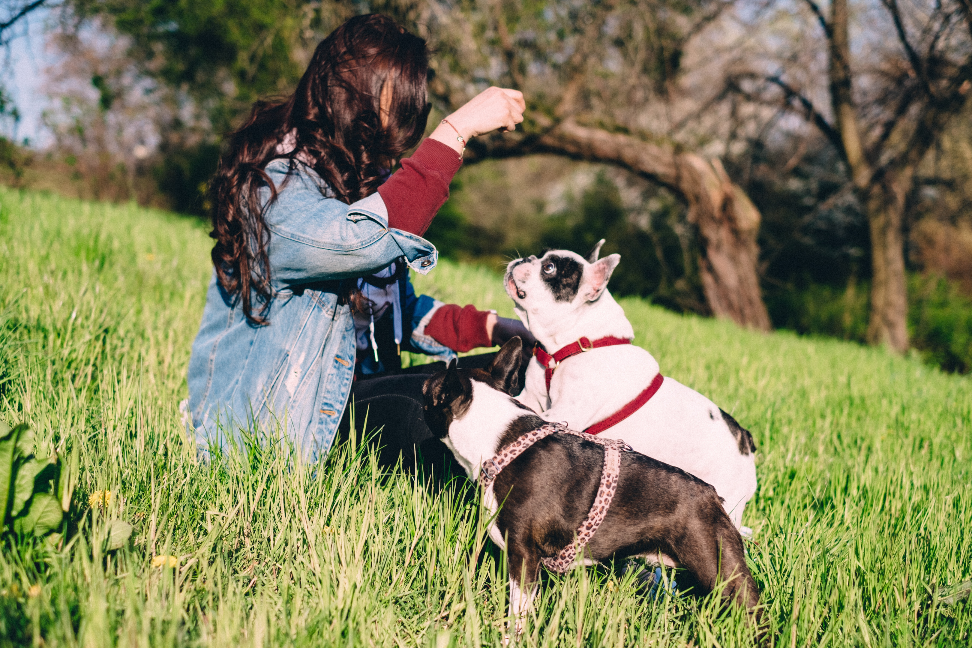 Aging Boston Terriers playing with their owner