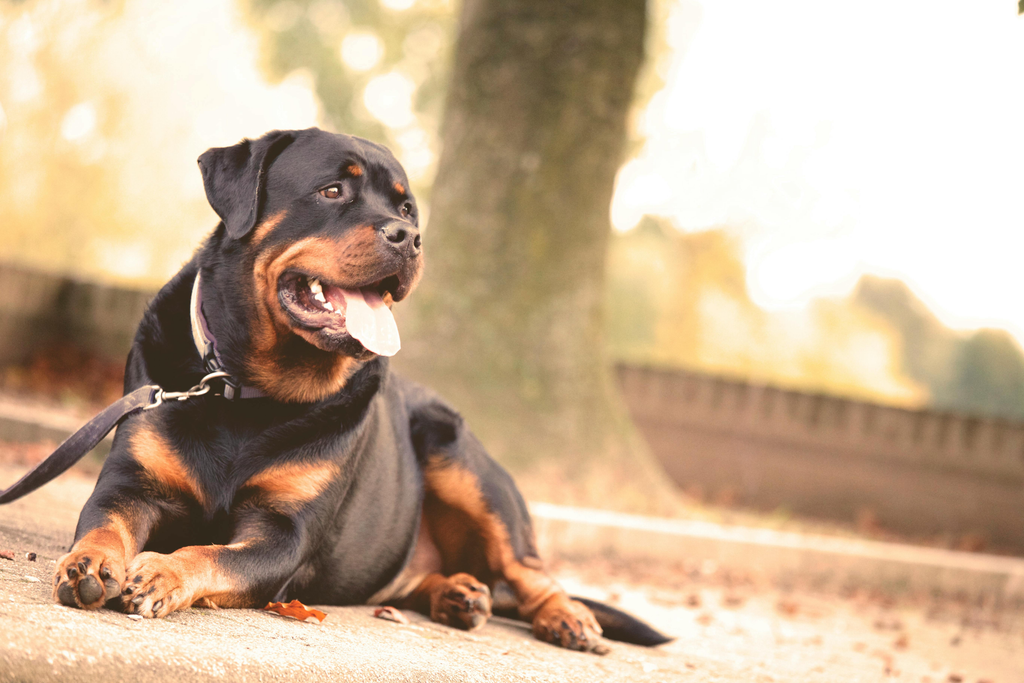 dog on leash