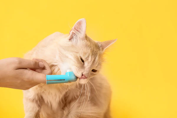 owner brushing cat's teeth