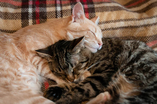 cats sleeping indoors