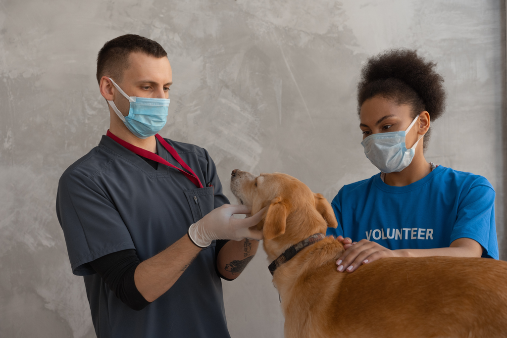 Veterinarian checking a dog.
