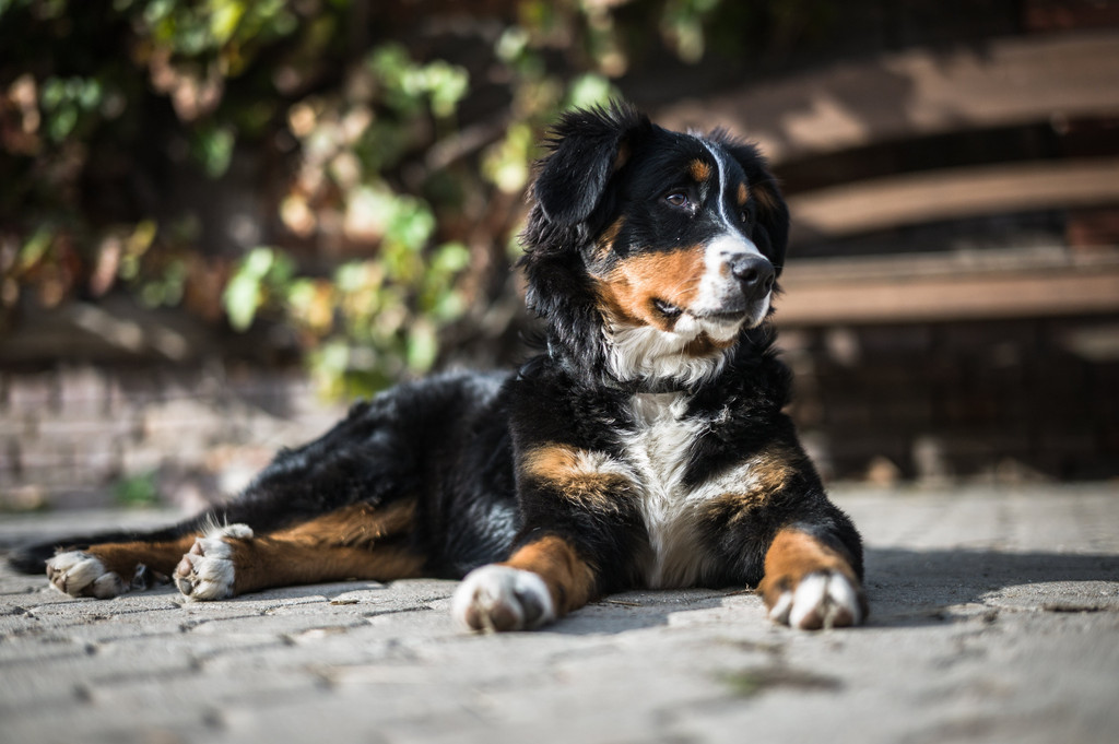 dog taking an outdoor rest