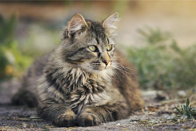 A cat sitting.