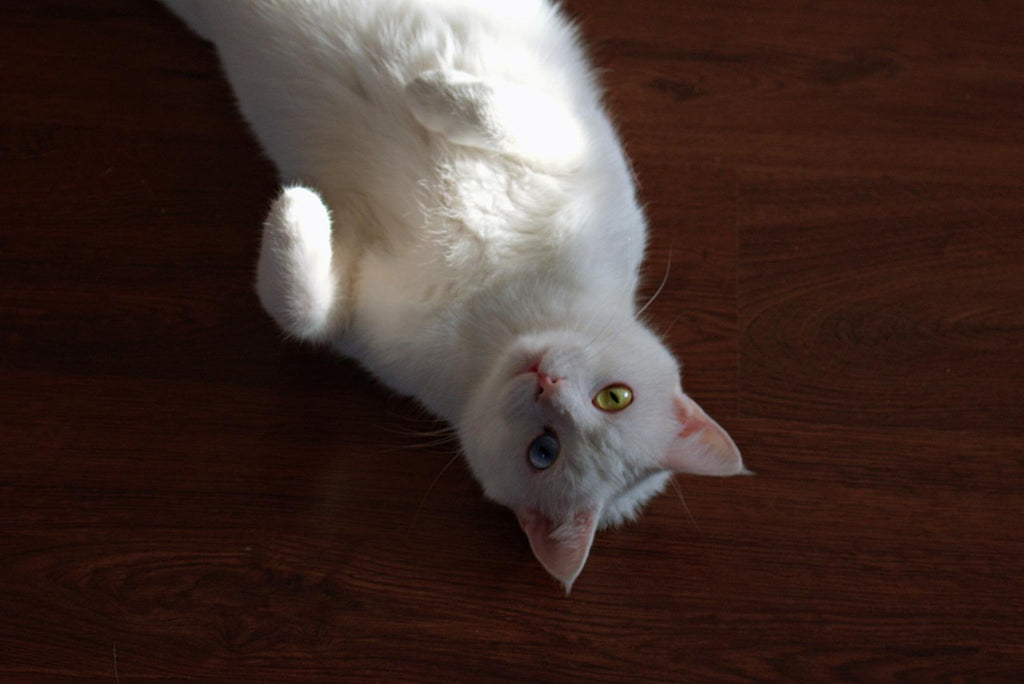 Cat with a Heterochromia laying down.