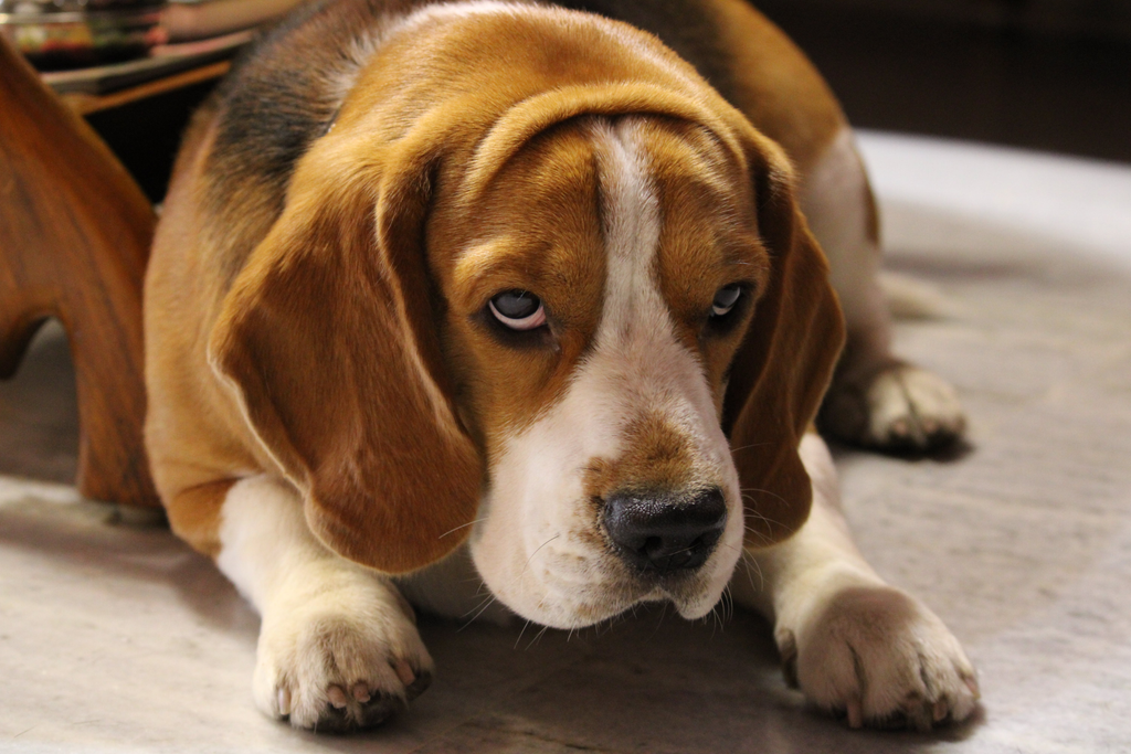 An overweight senior Beagle.