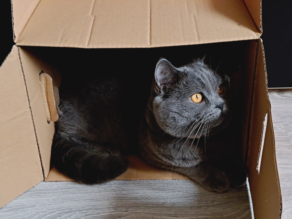 Cat inside the box