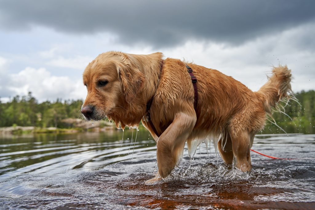 Senior Golden Retriever playing with water