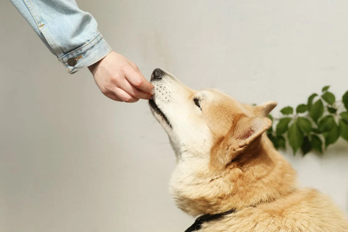 owner feeding the dog