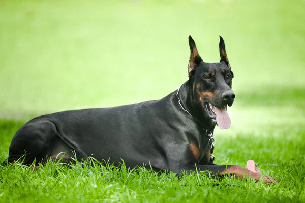 Black Doberman Pinscher