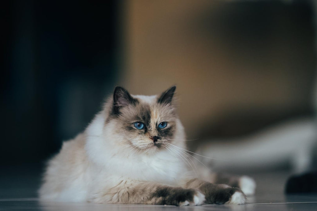 Birman cat sitting on the floor.