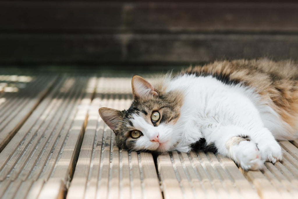 A cat lying on the floor.