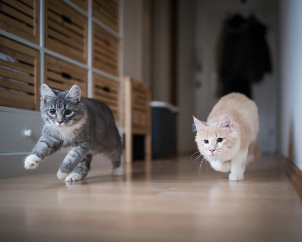 Two kittens playing and running