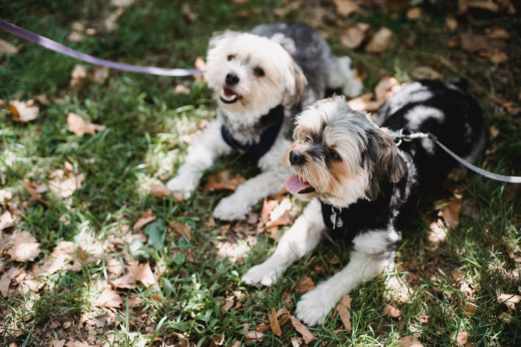 Two cute dogs resting in the backyard.