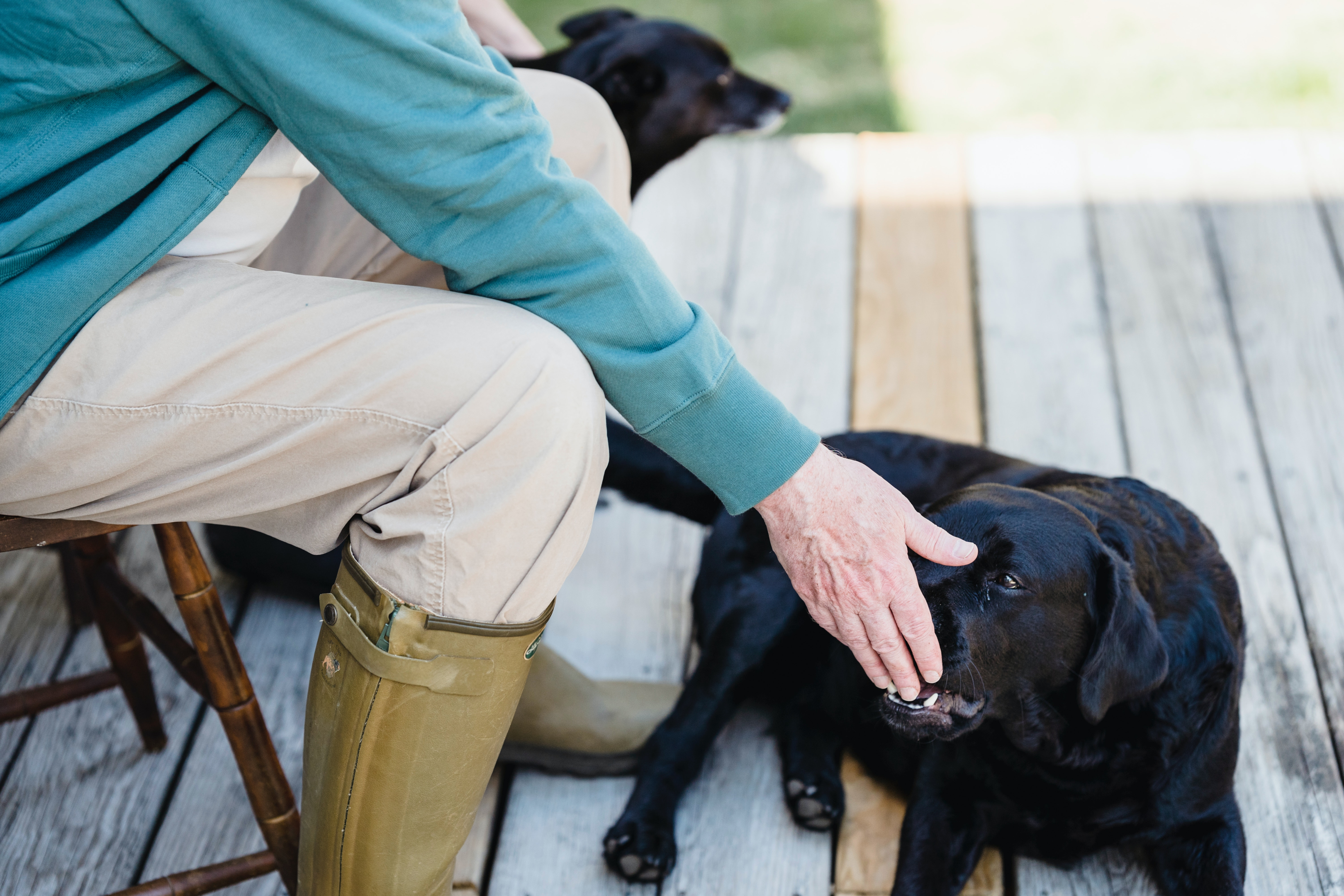 Senior Lab on a deck with his dog parent