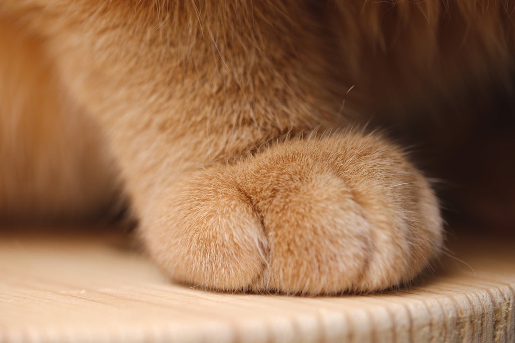 A cat's paw.