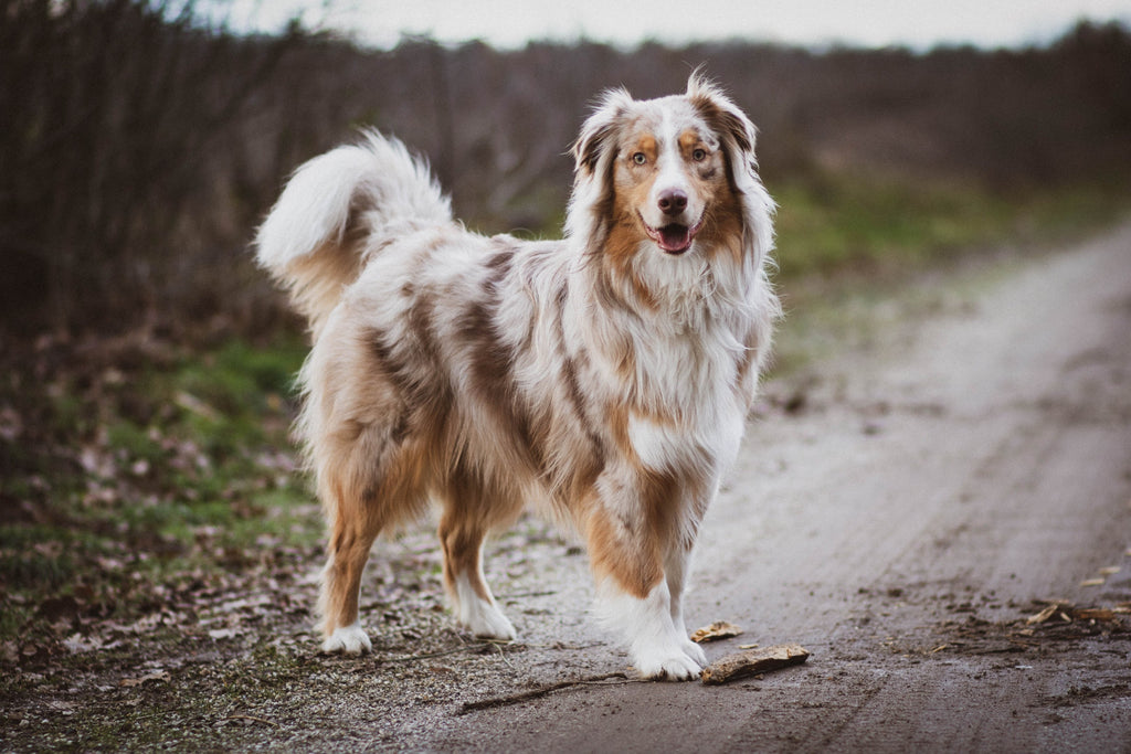 dog taking a walk outside