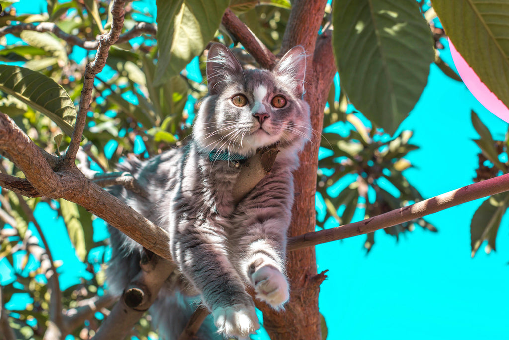 A persian cat on the tree.