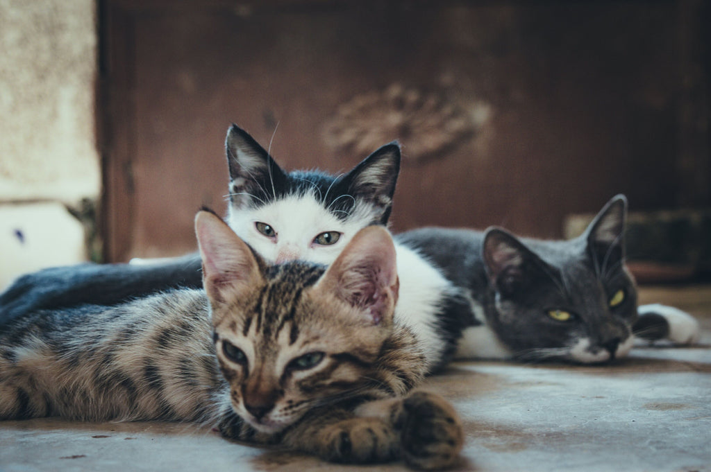 Three cats lying down.