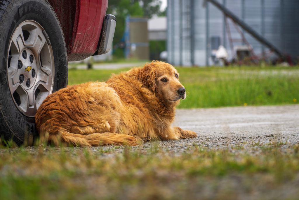 senior golden retriever with ungroomed coat