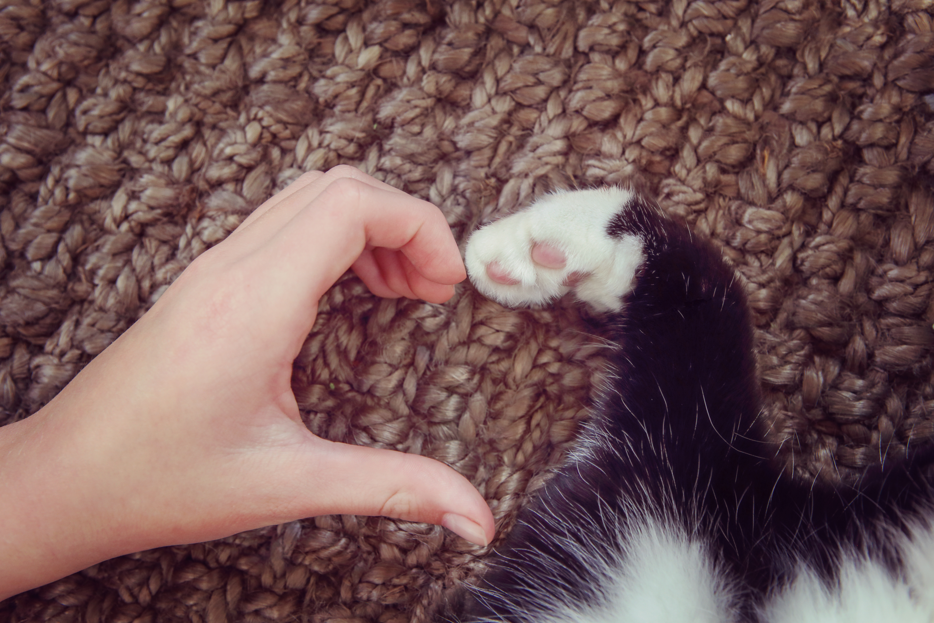 a person and a cat making a heart