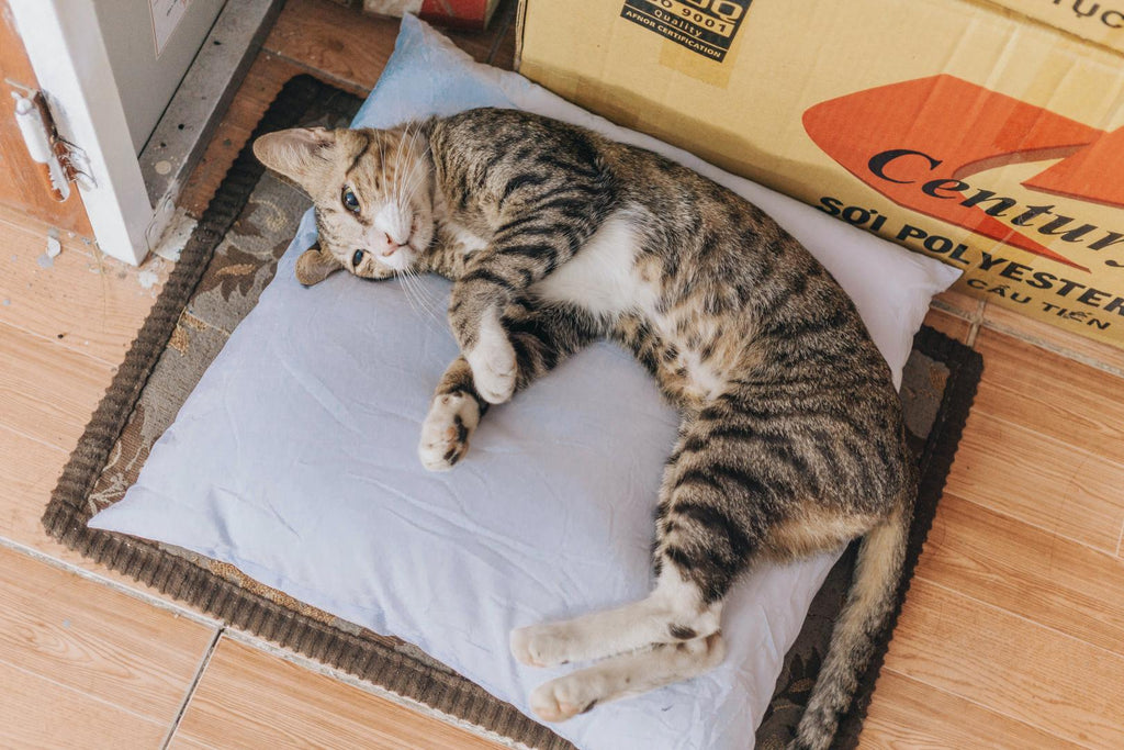 Tabby cat sleeping on his pillow.