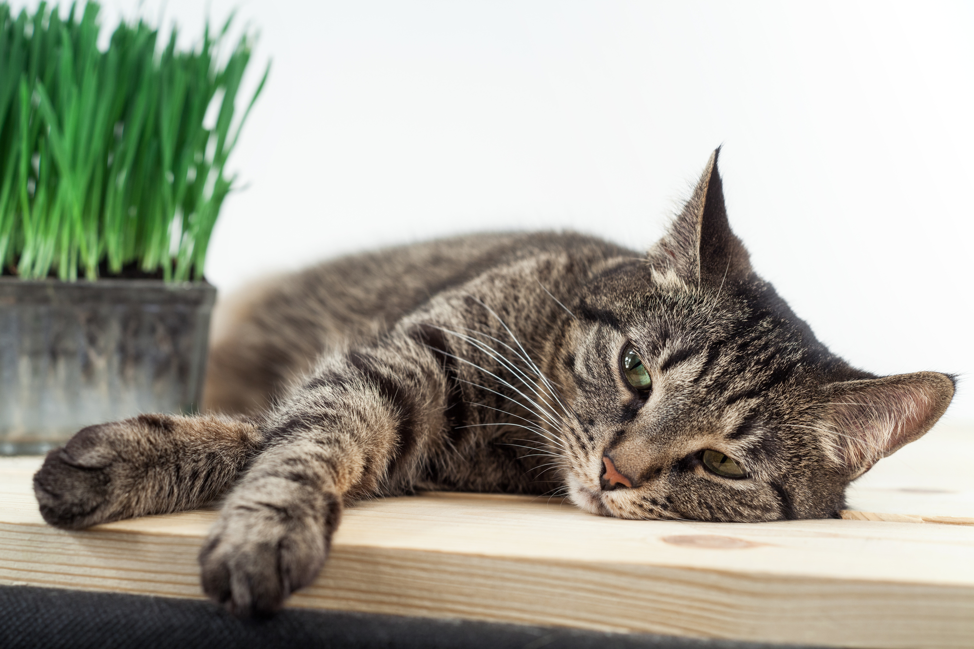 cat lying on the table