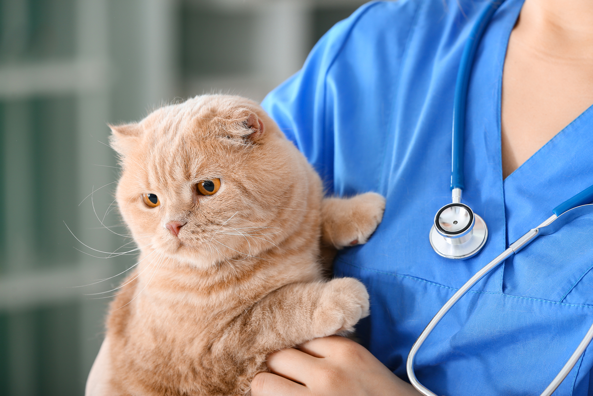 Cat picked up by a veterinarian